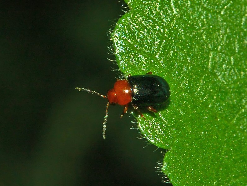 Un Crisomelide piccolo piccolo:Podagrica malvae